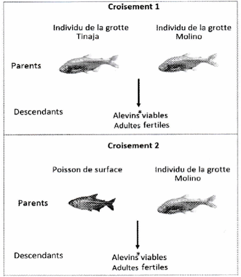 poisson1.png