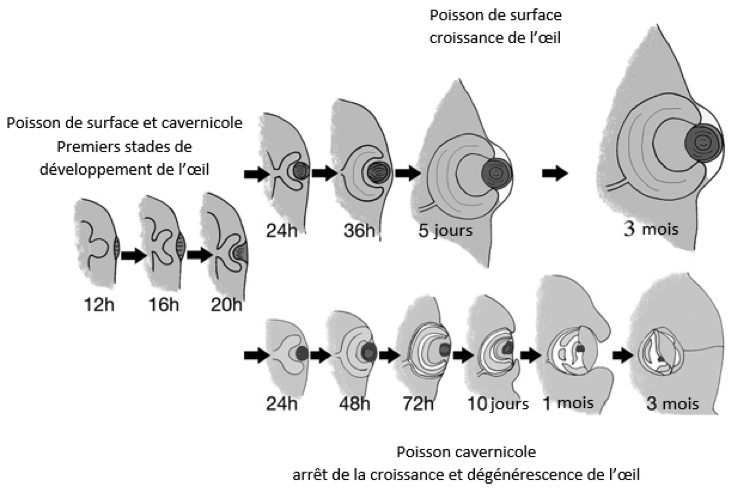 poisson2.png