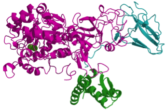 urease_2.png