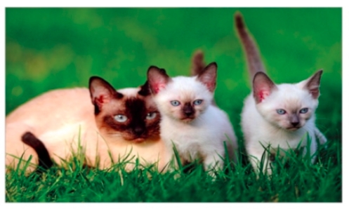Exercice Les Chats Siamois Svt Troisieme Exercice Les Chats Siamois Svt Troisieme