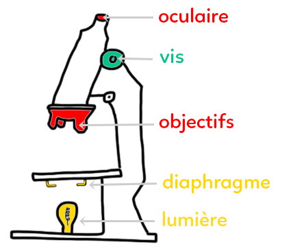 Les différents éléments d’un microscope