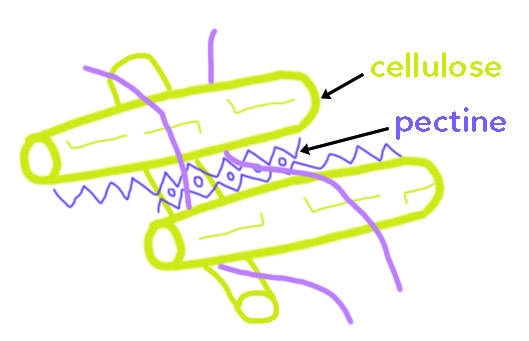 Matrice extracellulaire des végétaux à l’échelle moléculaire