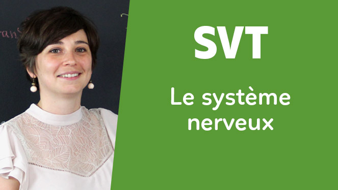 SVT - le système nerveux