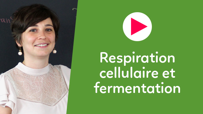 Respiration cellulaire et fermentation