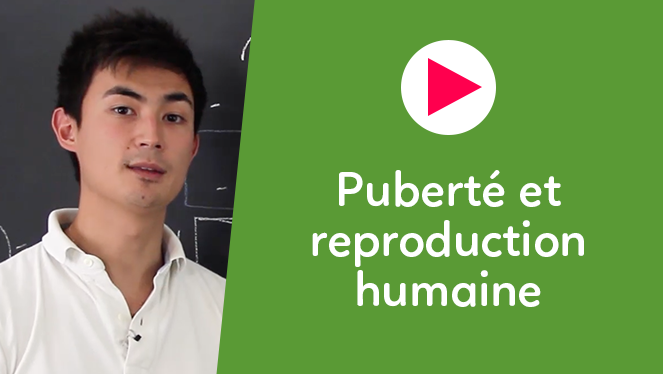 Puberté et reproduction humaine