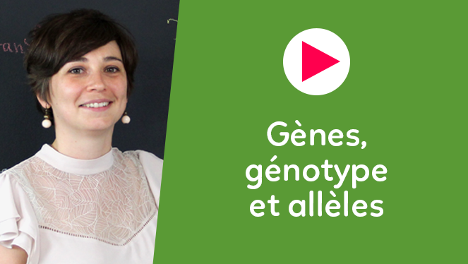 Gènes, génotype et allèles