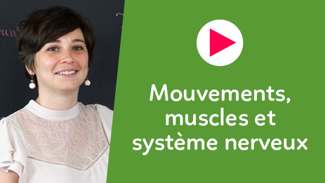 Mouvements, muscles et système nerveux